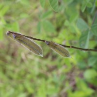 Crotalaria incana L.